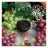Табак Element Воздух - Grape Mint (Мятный Виноград, 25 грамм) купить в Барнауле